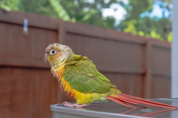 ウロコインコ