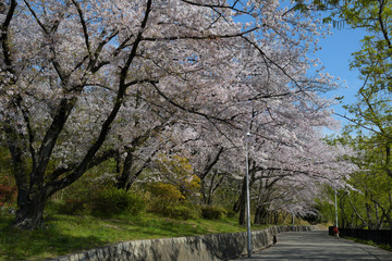 Naklejka premium 満開の桜並木