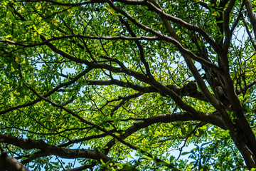 Fototapeta premium Tree branches view from under the tree