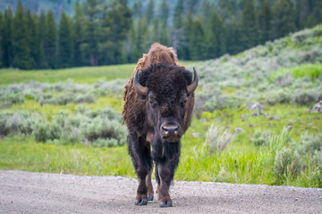 American Bison in the field of Grand Tetons NP, Wyoming