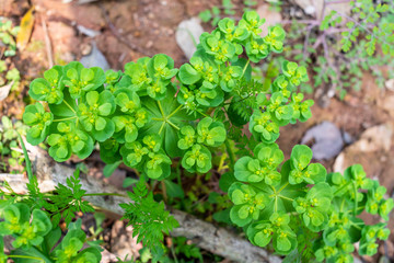 Chinese herbal medicine lacquer growing in spring