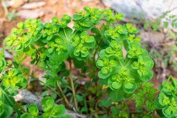 Chinese herbal medicine lacquer growing in spring