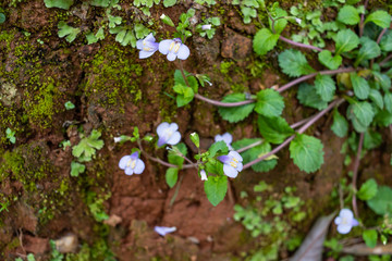 Chinese herbal medicine growing in spring-Tongquan grass