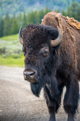 American Bison in the field of Grand Tetons NP, Wyoming