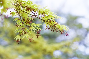 Japanese maple flowers / Sapindaceae deciduous tree