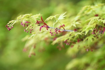 Japanese maple flowers / Sapindaceae deciduous tree