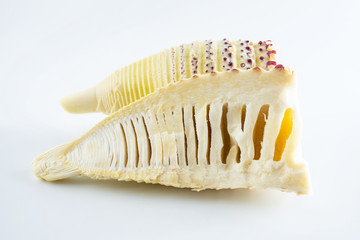 Fresh bamboo shoots peeled on white background