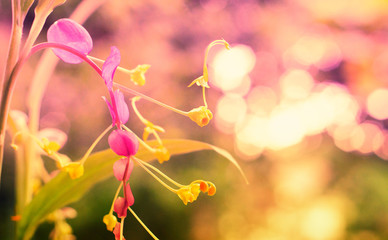 pink and yellow flower blooming spring nature background