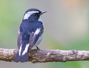 Little pied flycatcher poses in Fraser's hill, Malaysia. Ficedula westermanni.