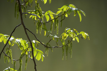 シナサワグルミの若葉と雄花