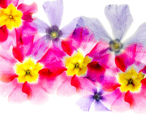 Transparency flower arrangement of primrose and vinca major in red, yellow and purple, warm feeling
