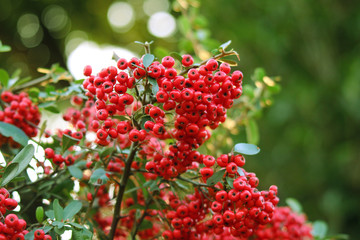 Obraz premium 赤い実のピラカンサ