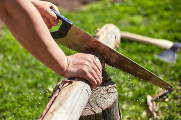 Sawing dry logs for firewood with a hand saw