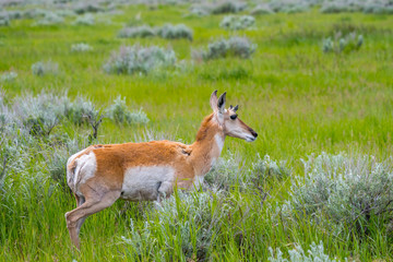 Pronghorn in the field of Grand Tetons NP, Wyoming