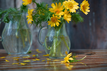 Fototapeta na wymiar Spring still life. A bouquet of yellow Adonis flowers in a glass jar after the rain, all in drops of water. Copy space, selective focus.