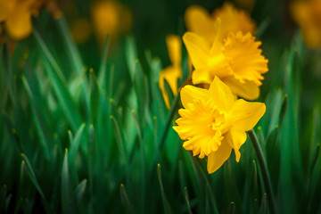 Close-up of Daffodils in the Spring