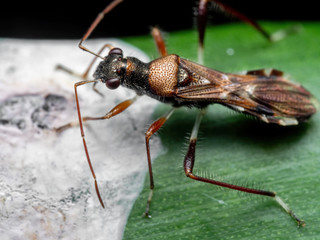 Macro Photo of Assassin Bug Eating Bird Poop on Green Leaf