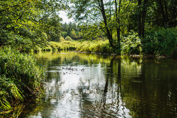 beautiful forest river in the Belarus