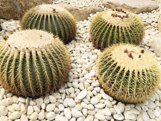 PATTAYA,THAILAND - January 28,2020 : The sky Garden at Nong Nooch tropical garden in Thailand.