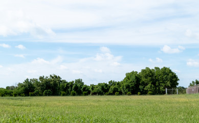 Landscape of grass field and green environment public park with blue sky. Beautiful summer landscape background.