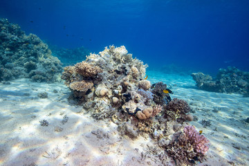 coral reef
