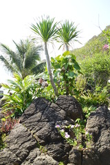 palm tree on the beach
