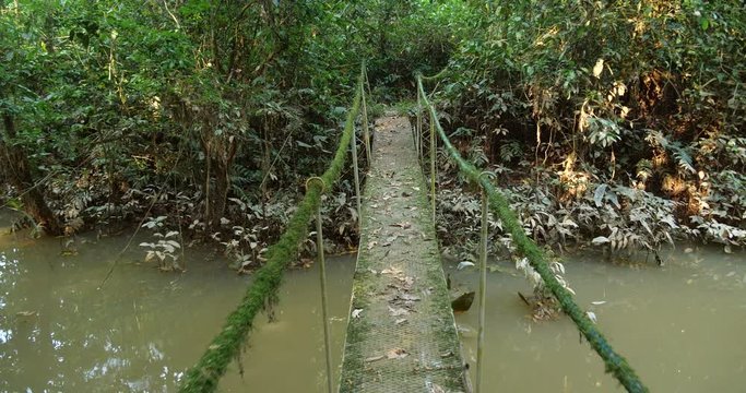 Crossing a rickety bridge in Amazonian rainforest over a flooded creek, tributary of  Rio Tiputini, Orellana province, Ecuador