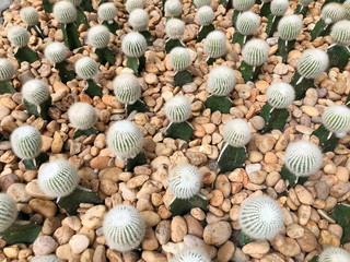 PATTAYA,THAILAND - January 28,2020 : The sky Garden at Nong Nooch tropical garden in Thailand.