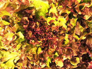 Bright green background, salad. Leaves