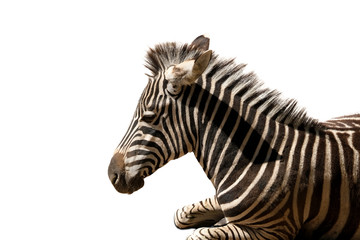An image of a zebra on a white background Nature and wildlife concepts