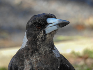 Juvenile Australian Magpie