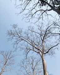 Landscape background/Blue sky and winter trees