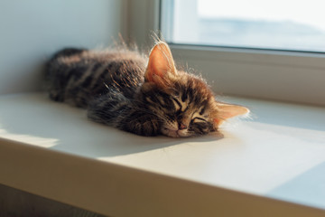 Cute charcoal bengal kitty cat laying windowsill and sleeping.
