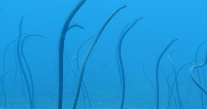 garden eel fish school underwater together close up tropic  ocean scenery