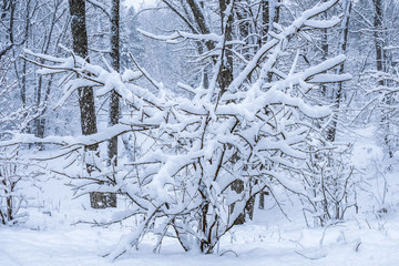Snow covered forests and lakes in winter	