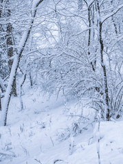 Snow covered forests and lakes in winter	