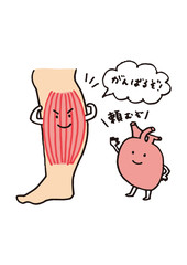 第二の心臓ふくらはぎ