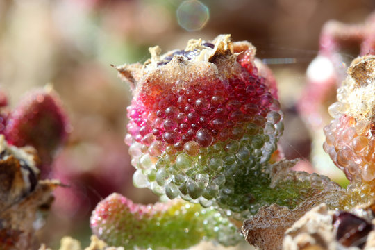 KRISTALLMITTAGSBLUME