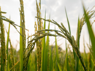 Rice In the field beautiful Sunrise in the morning nature background