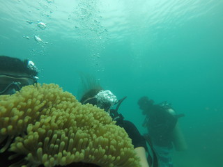 Bunch of scuba divers under water