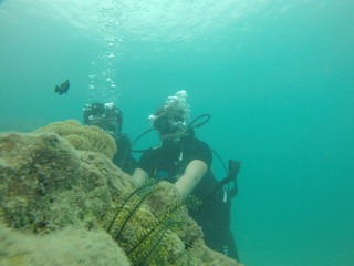 Fototapeta premium Bunch of scuba divers under water