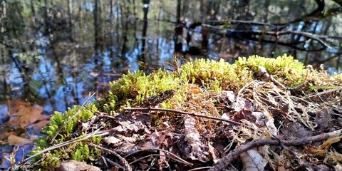 moss in the forest