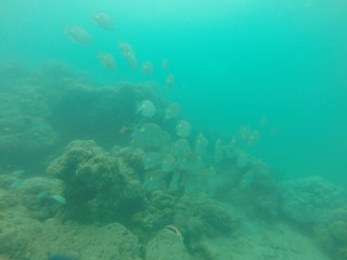 School of fish