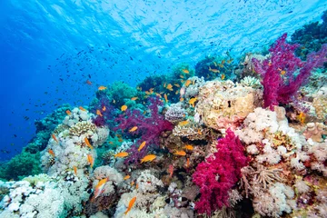 Foto op Plexiglas koraalrif en vissen © leslie