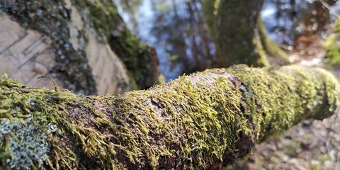 moss on the tree