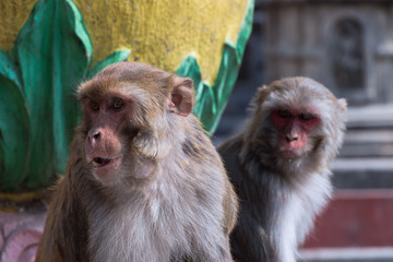 Fototapeta premium Monkey at Swayambhunath(Monkey Temple) showing it's teeth and looking to fetch it's food