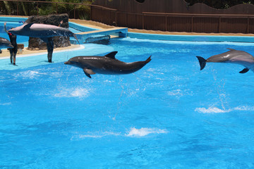 Delphin © Stephan von Mikusch