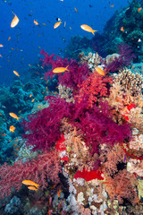 Plakat coral reef and fish