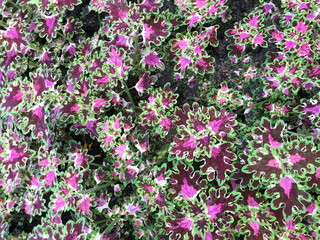 Variegated leaves as a background