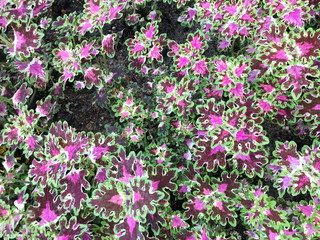 Variegated leaves as a background